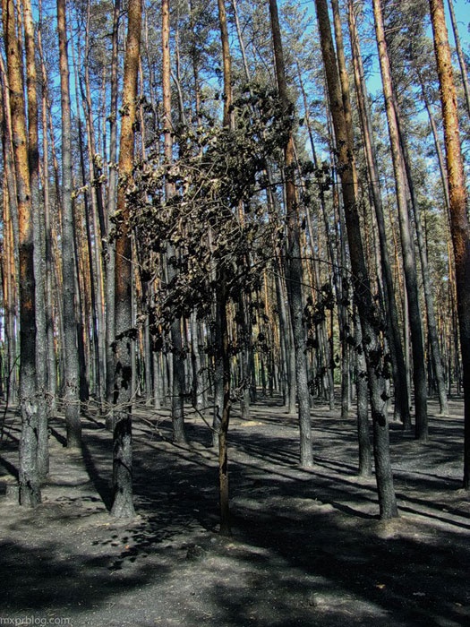 Лесной пожар в Луганской области