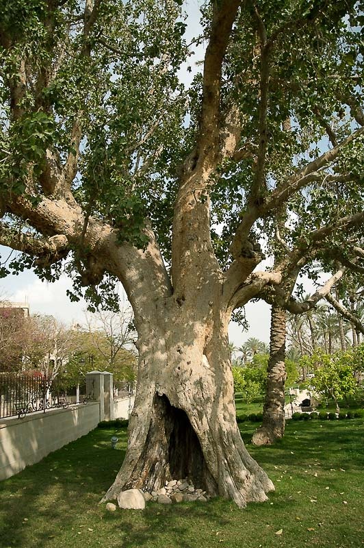 Дерево Закхея в Иерихоне.