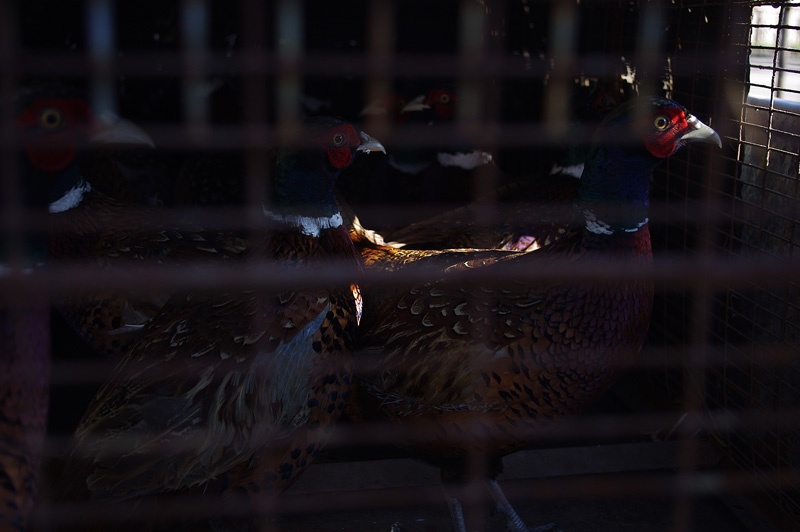 В Красноармейском районе разводят фазанов
