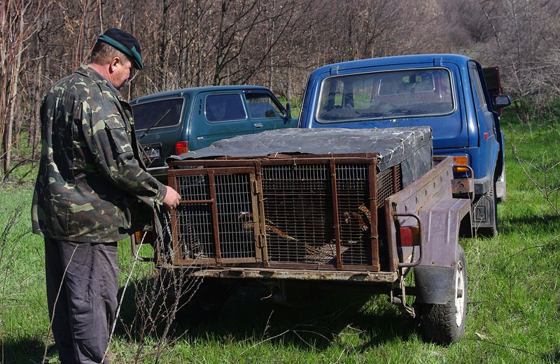 В Красноармейском районе разводят фазанов