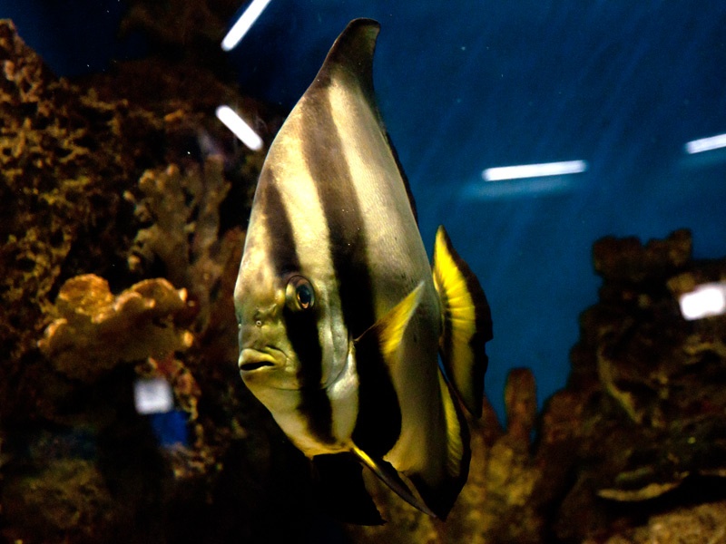 Севастопольский морской аквариум-музей