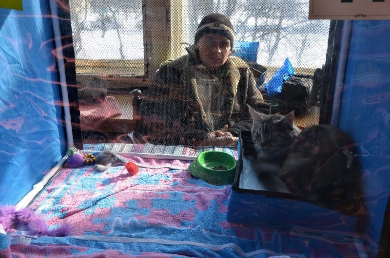 Выставка кошек в Донецке