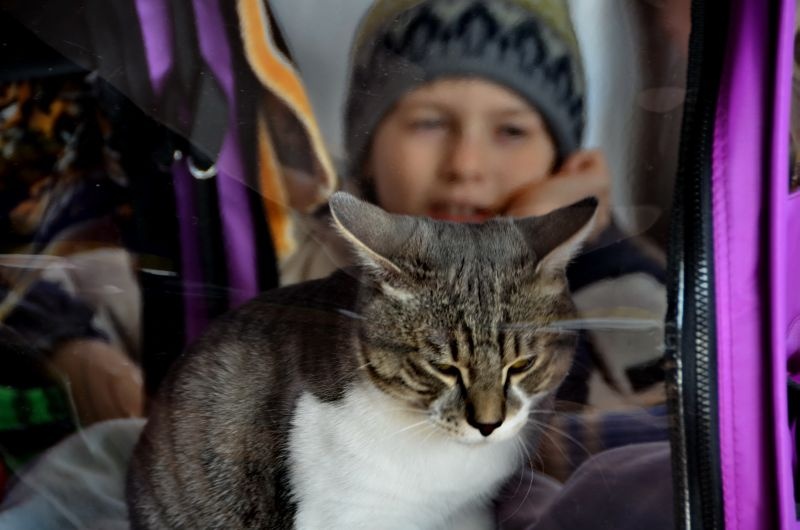 Выставка кошек в Донецке