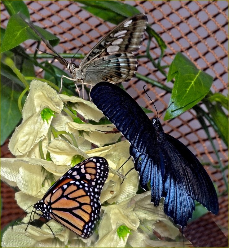 Cад экзотических бабочек в Донецке