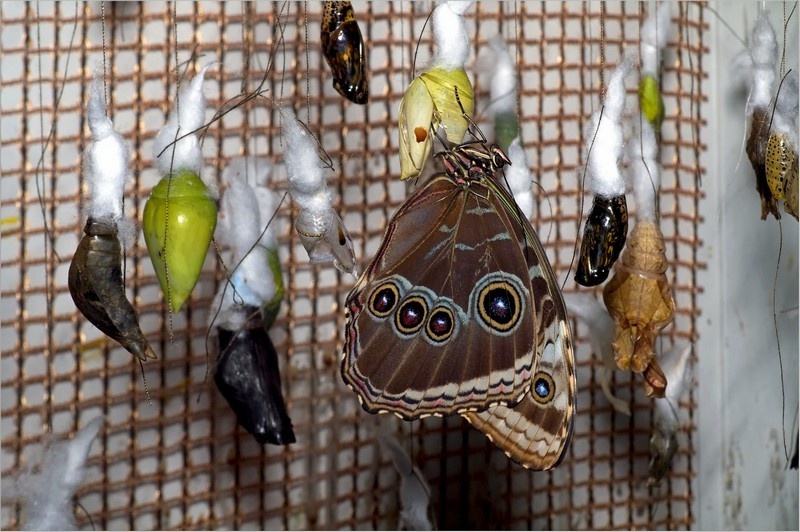 Cад экзотических бабочек в Донецке