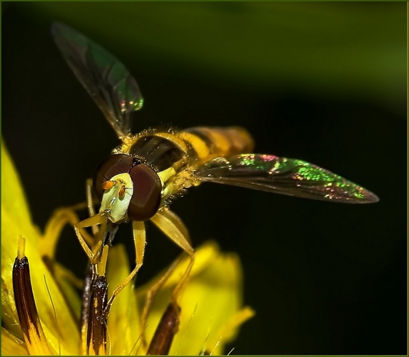 макро фото бабочки стрекозы мухи пауки