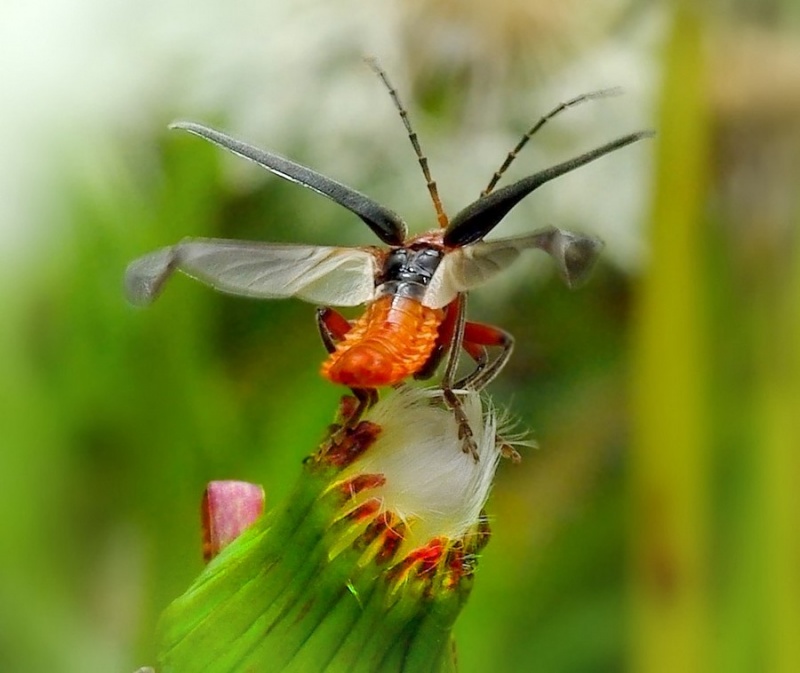 макро фото бабочки стрекозы мухи пауки